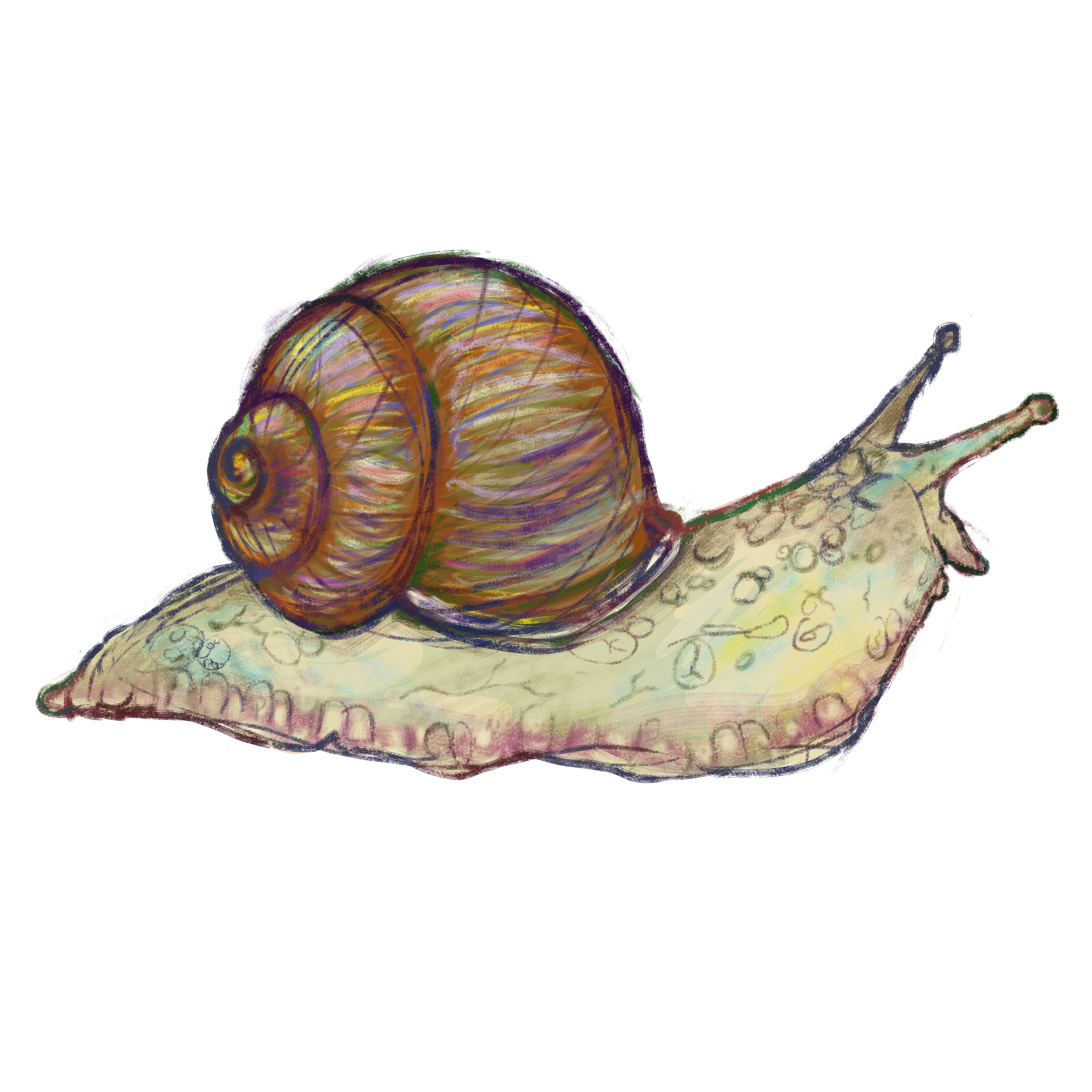 snail